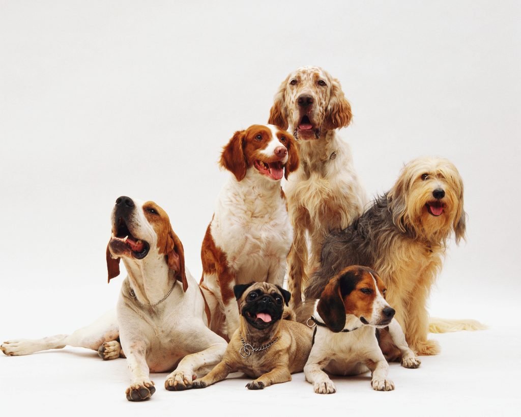 Formación de las Razas – Un Perrito en Casa